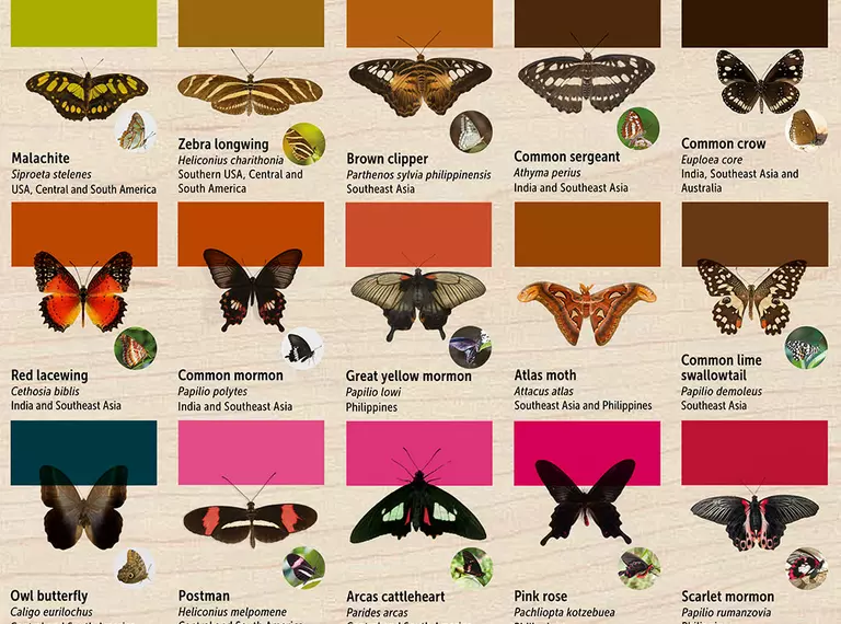 Butterfly id guide for Whipsnade Zoo butterfly house