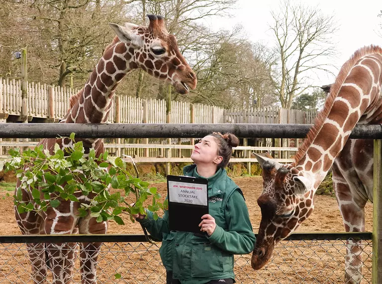 Giraffes being fed by keeper during 2021 zoo stocktake 