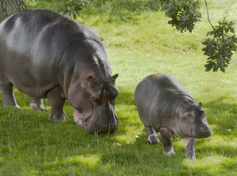 Hordor the common hippo baby with mum Lola walking along grass at Whipsnade Zoo