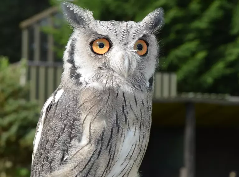 White-faced Scops Owl with two tufts on it's head and bright orange eyes