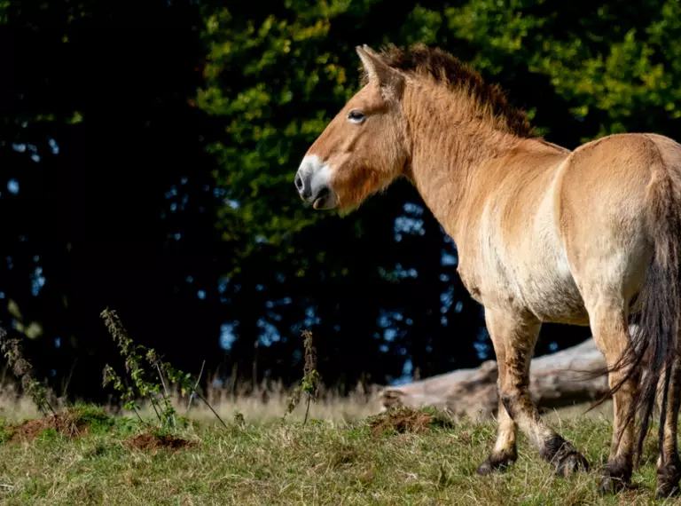 Przewalski's horse walking through field with woodland backfrop at Whipsnade Zoo