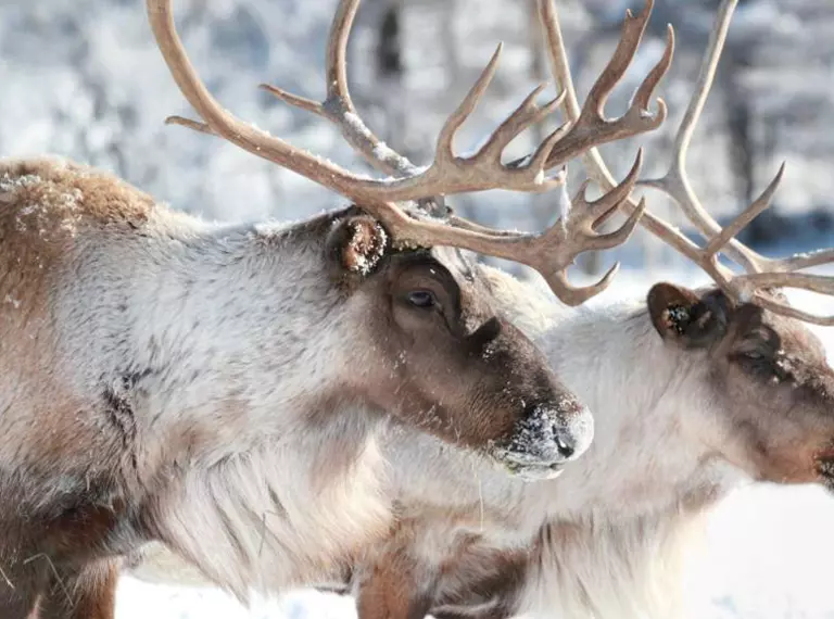 Two reindeer in the snow at winter