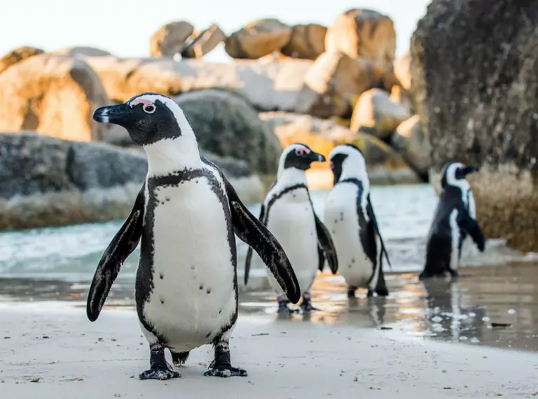 African penguin on a sandy beach in Cape Town South Africa