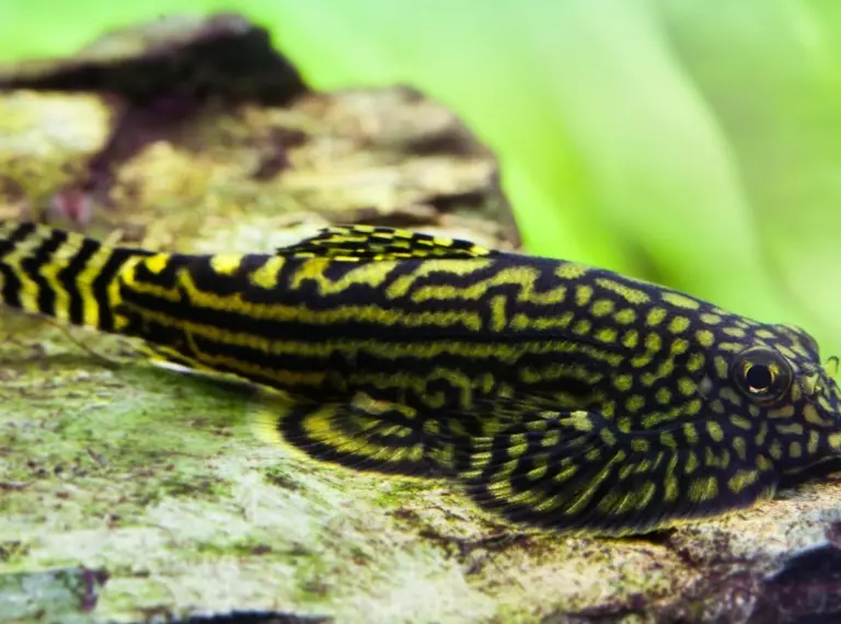Spotted hillstream loach grazing on a rock