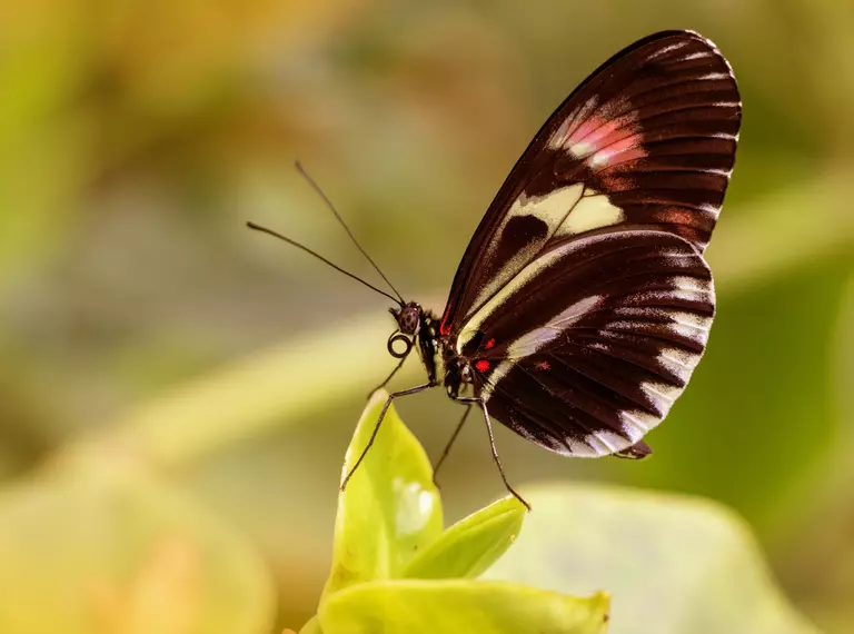 Buttefly standing on a leaf