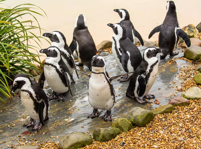 A group of African black-footed penguins at Whipsnade Zoo