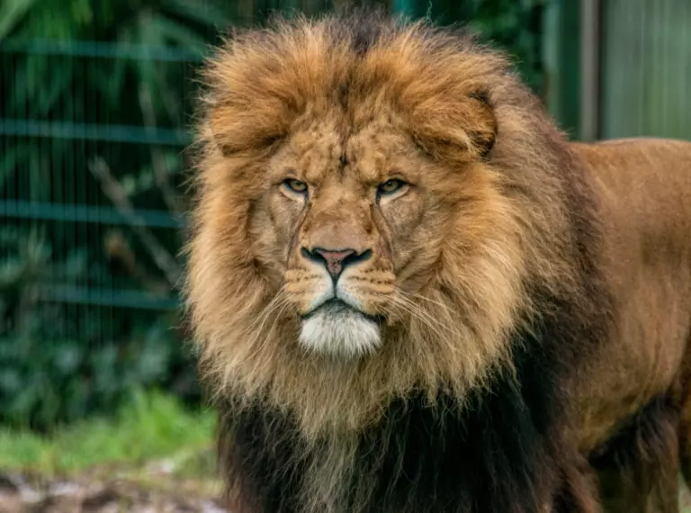 African lion Khari at Whipsnade Zoo