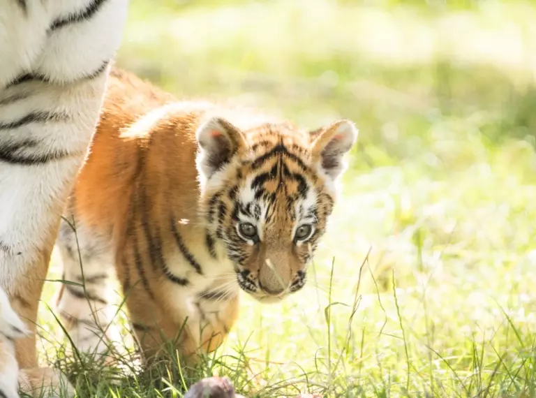 Amur tiger cub, Czar, at Whipsnade Zoo