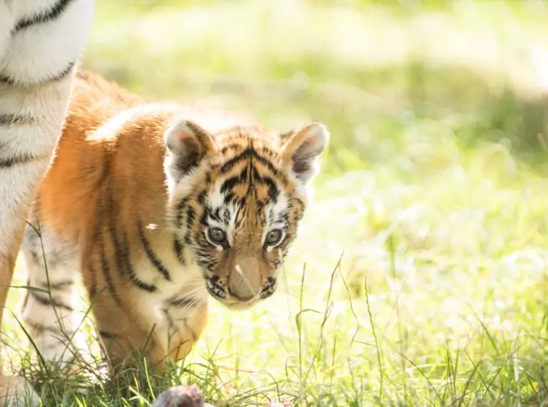 Amur tiger cub Czar at Whipsnade Zoo 