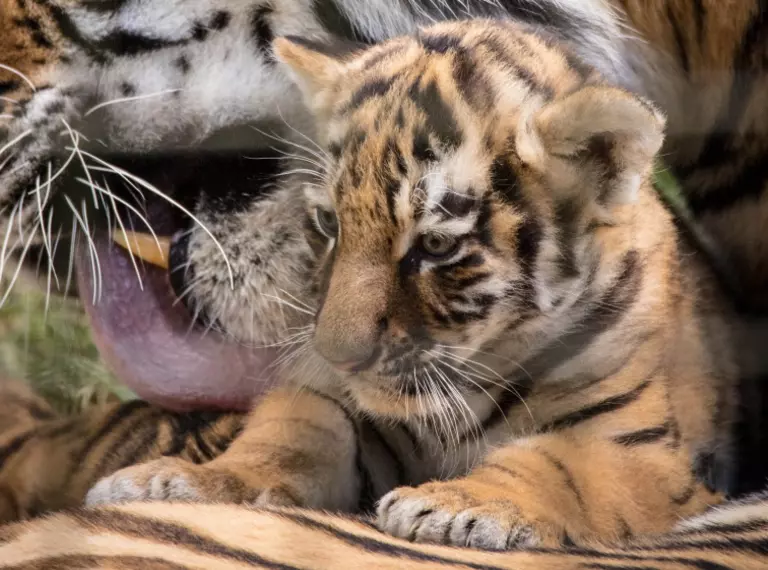 Amur tiger cub with mum Naya at Whipsnade Zoo 