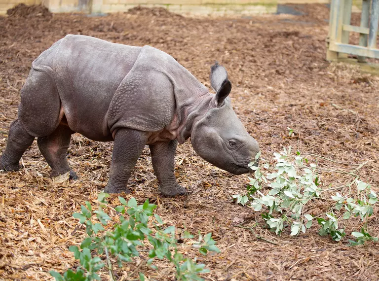 Baby greater one-horned rhino Zhiwa explores her paddock at Whipsnad