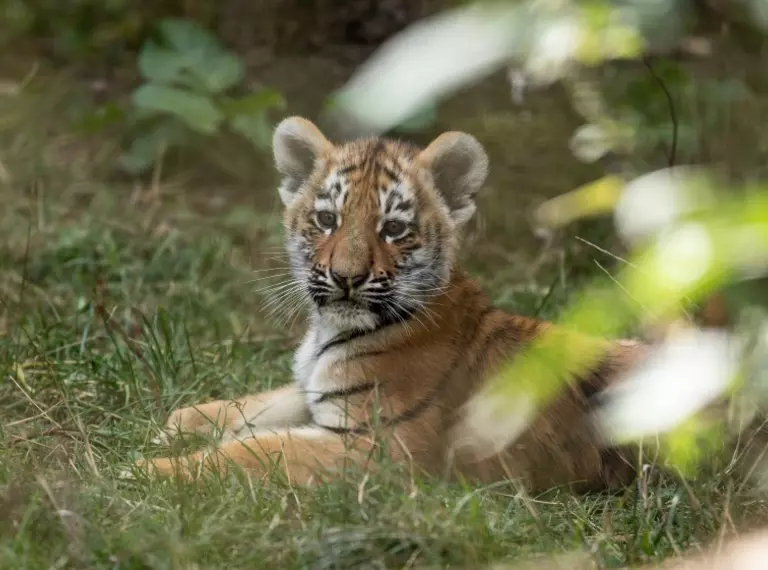 Dimitri the Amur tiger cub at Whipsnade Zoo 
