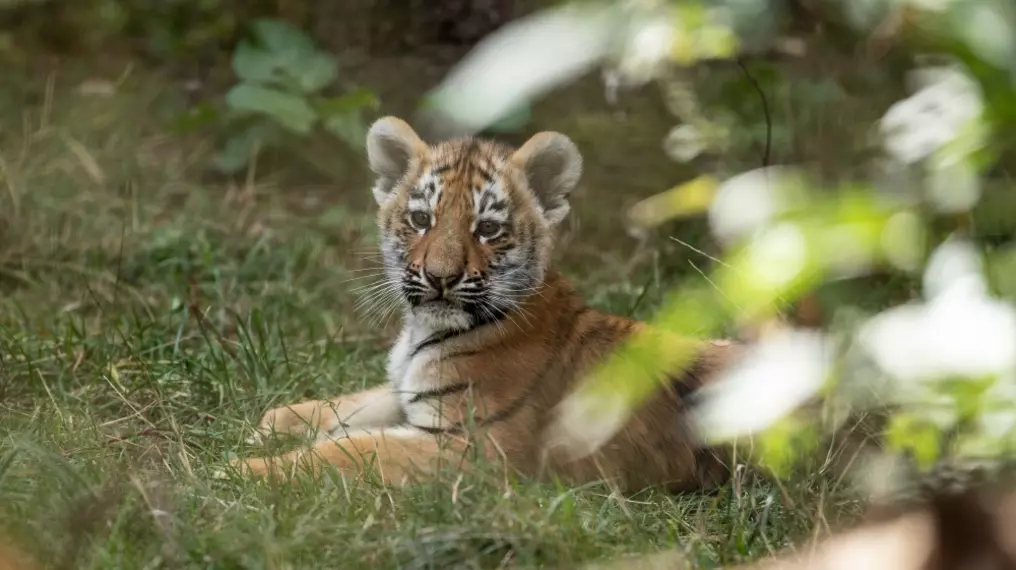 Dimitri the Amur tiger cub at Whipsnade Zoo 