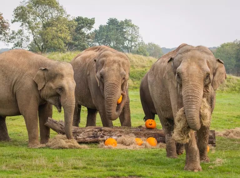 Elephants with pumpkins at Whipsnade Zoo 