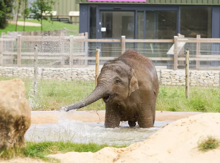 Elizabeth the elephant in her outdoor pool at Whipsnade Zoo