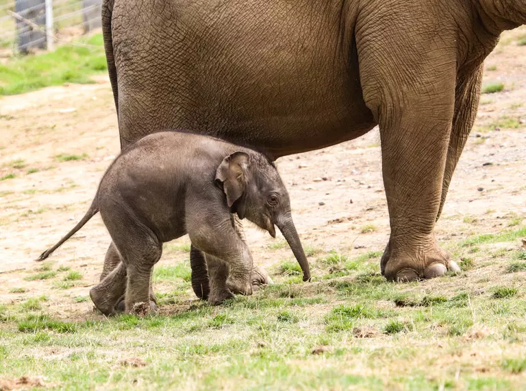 Nang Phaya a baby Asian elephant walks next to mum Donna at Whipsnade Zoo