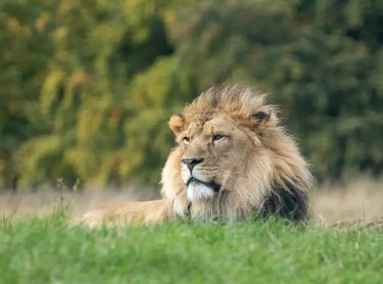 African lion Khari 