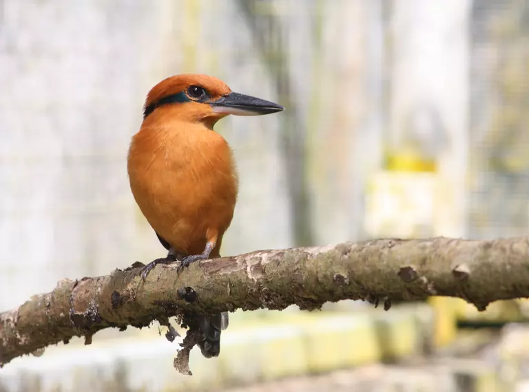Sihek, the Guam kingfisher, perched on a branch.