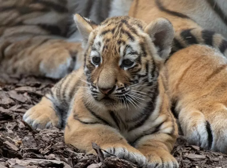 Tiger cub sitting at ZSL Whipsnade Zoo