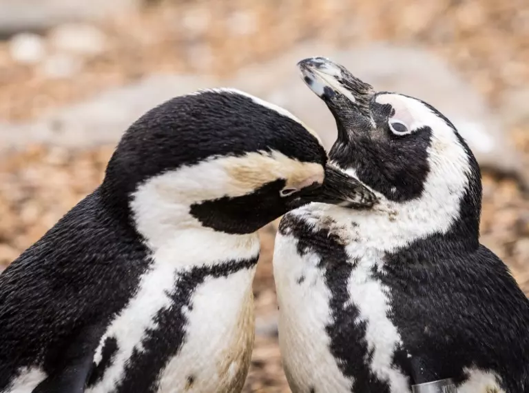 Two African penguins at Whipsnade Zoo