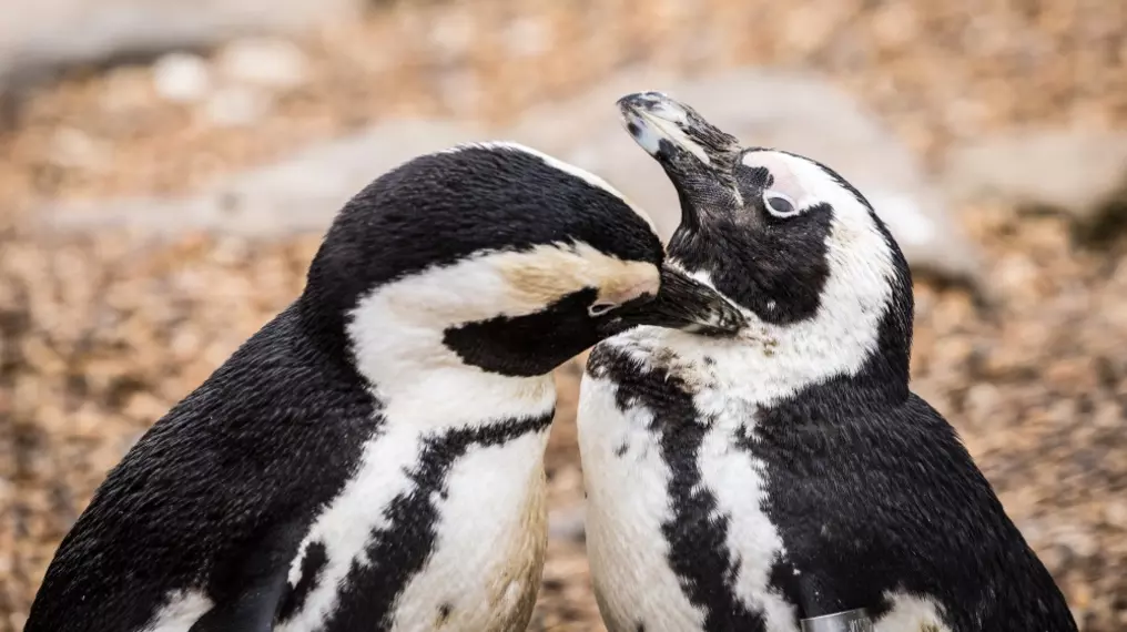 Two African penguins at Whipsnade Zoo