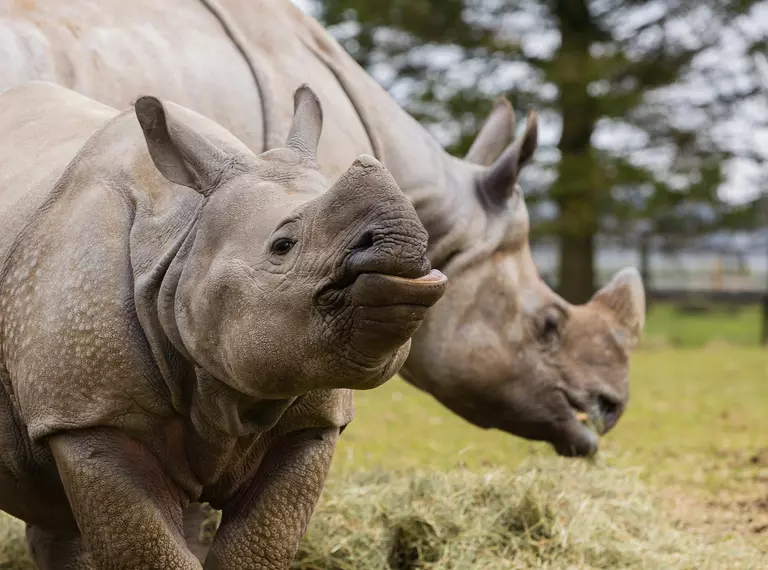 Whipsnade Zoo rhinos celebrate Mother's Day