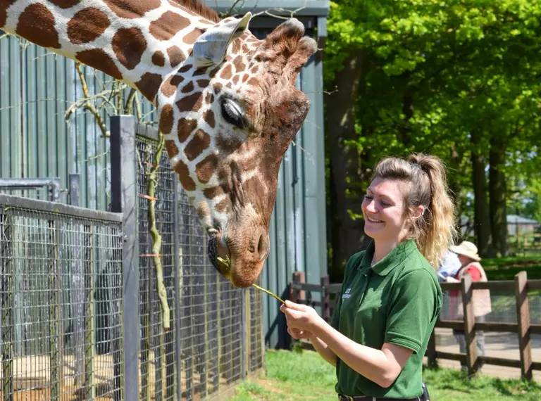Zookeeper Anusia Acus feeds giraffe Bashu at Whipsnade Zoo 
