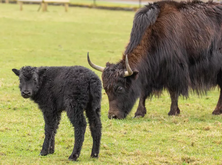 Baby yak with mum at Whipsnade Zoo