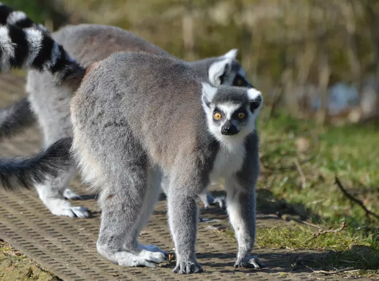 Two ring-tailed lemurs at Whipsnade Zoo