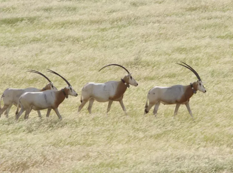 Scmitar-horned Oryx introductions in Chad