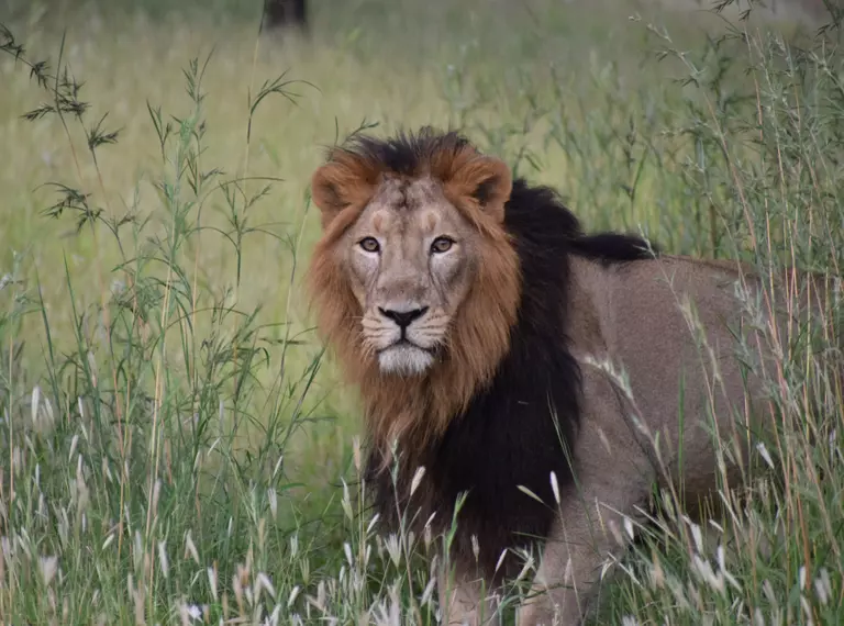 Male Asiatic lion in the grass