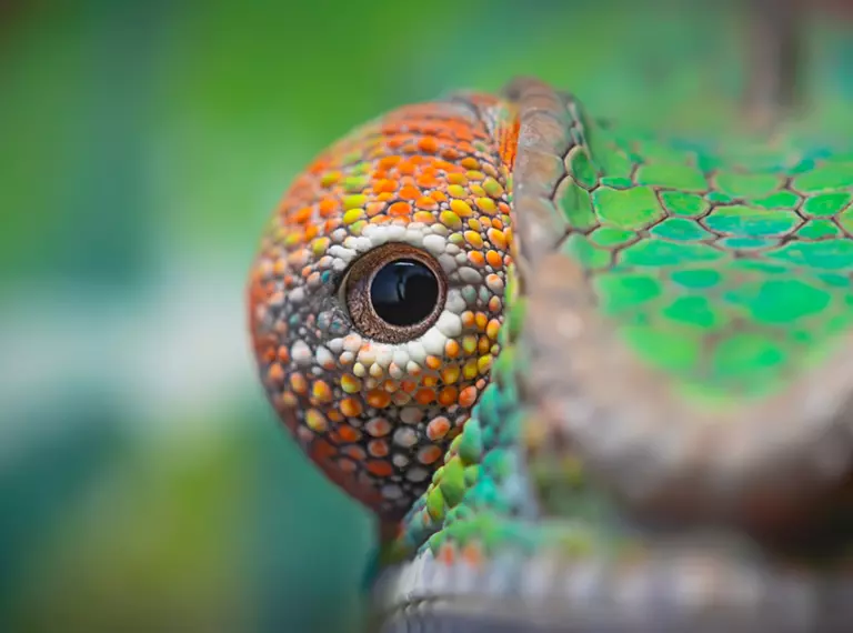 Chameleon eye close up
