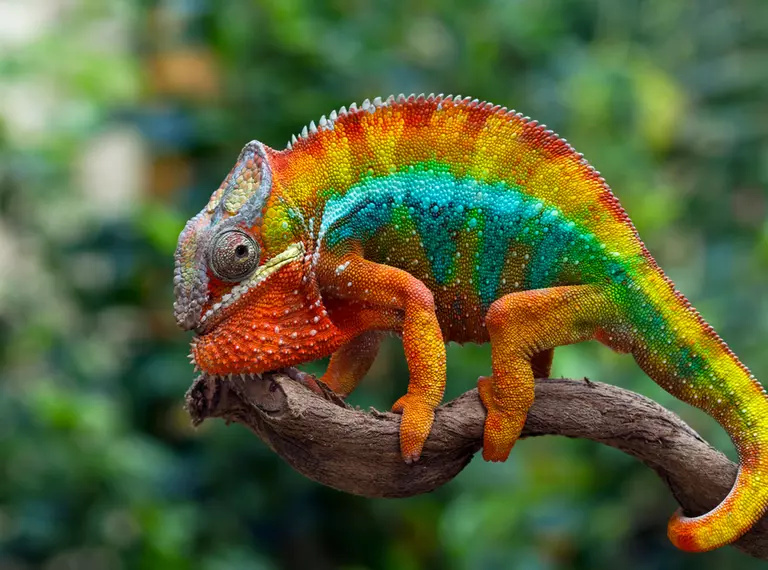 Panther chameleon on a branch with bright colours