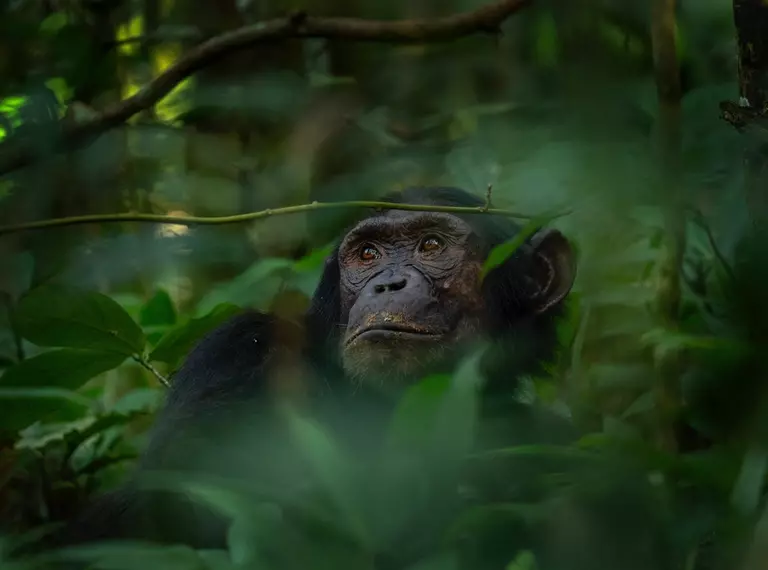 Chimp in the rainforest