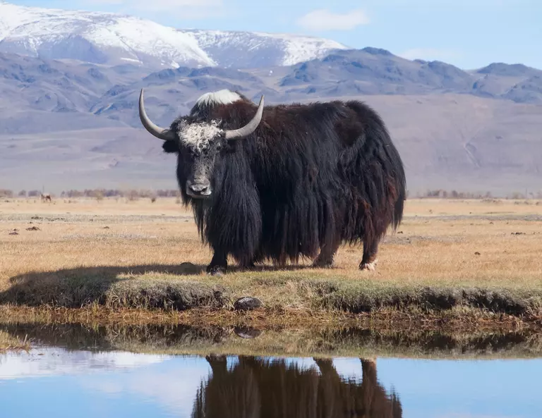Yak in China