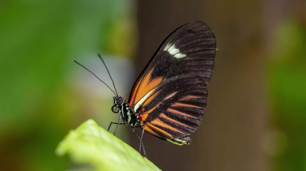 A butterfly at Whipsnade Zoo