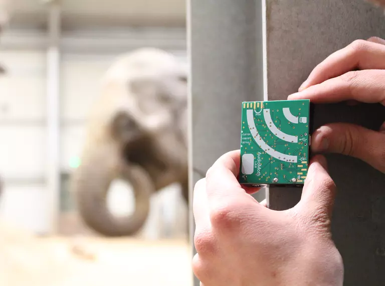An elephant keeper's hands installing an audiomoth, with an elephant in the background