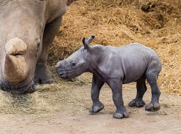 Baby white rhino Nandi with mum Tuli in their cosy inside area at Whipsnade Zoo
