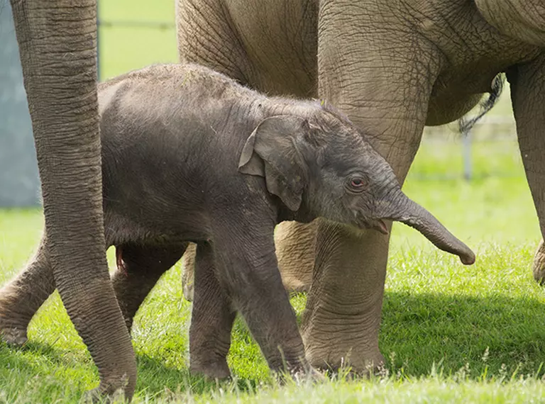 Baby elephant Elizabeth at Whipsnade Zoo