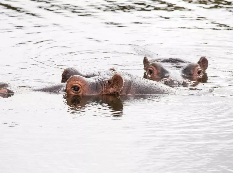 Common hippos Lola and Hodor in their outdoor pool at Whipsnade Zoo