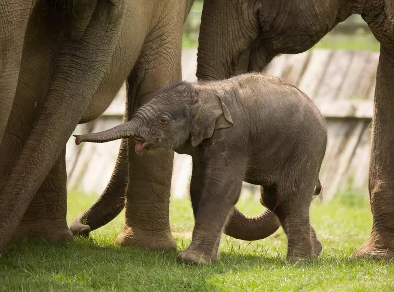 Elizabeth the elephant calf in her outdoor paddock at Whipsnade Zoo in 2016