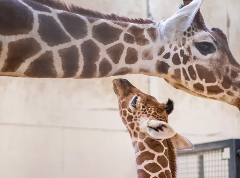 Giraffe baby Wilfred with mum Luna at Whipsnade Zoo
