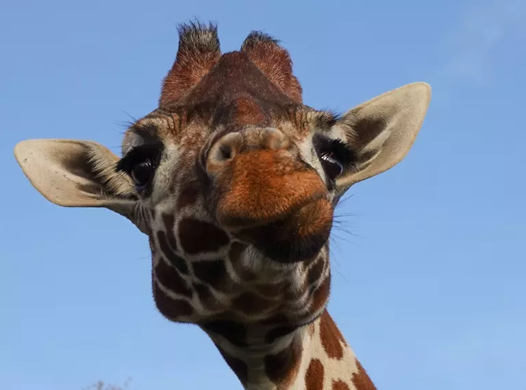 Ijuma the giraffe at Whipsnade Zoo
