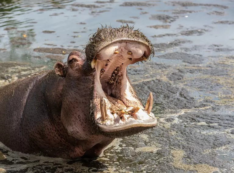 Lola the hippo with her mouth open in her outdoor pool at Whipsnade Zoo