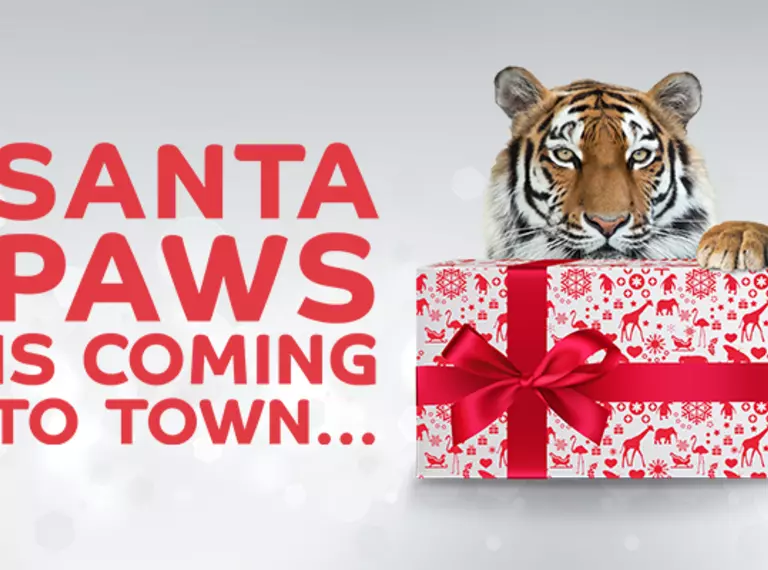 Santa paws is coming to town