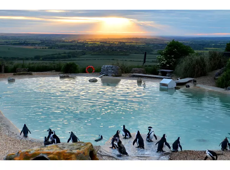 Penguins at Sunset