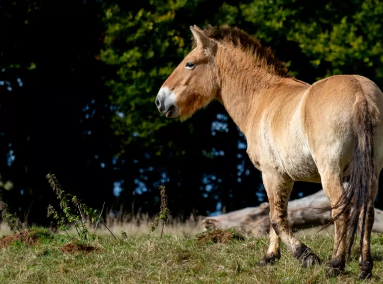 Przewalski's horse in an open space