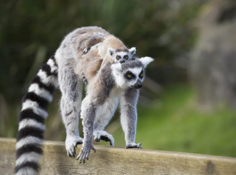 Ring tailed lemur baby at Whipsnade Zoo