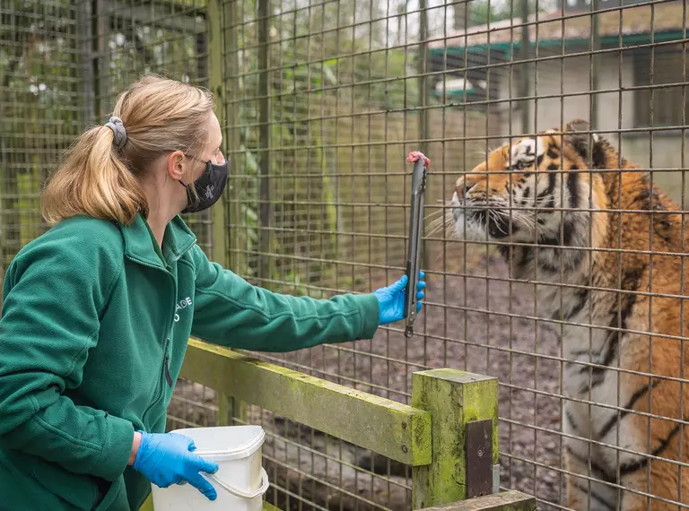 Sarah McGregor, Team Leader of Predators, tong feeding a tiger at Whipsnade Zoo