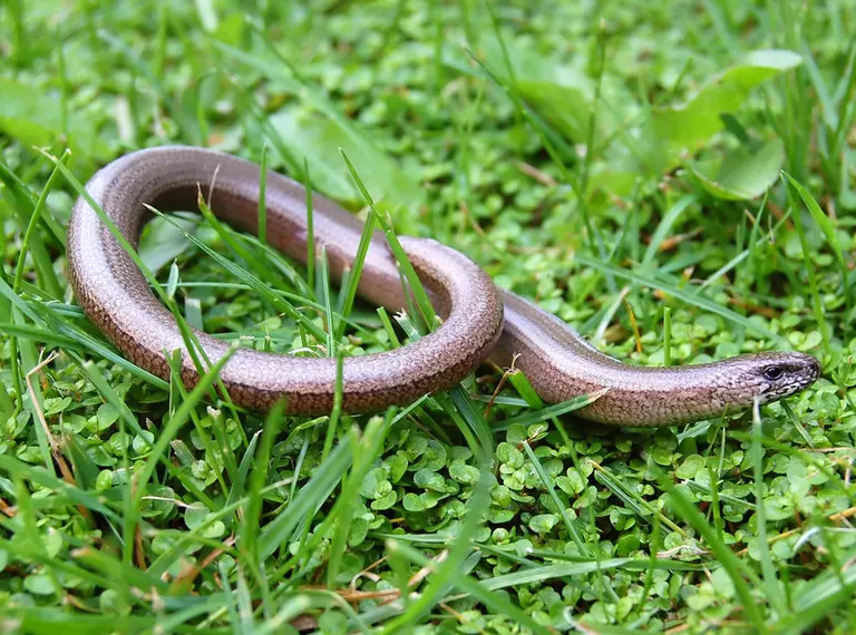 Slow worm on grass